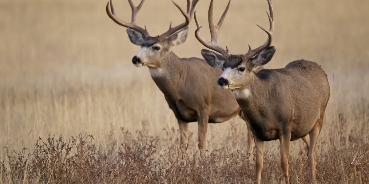 Unraveling the Excitement of High Fence Deer Hunting Near Me: A Whitetail Trophy Adventure